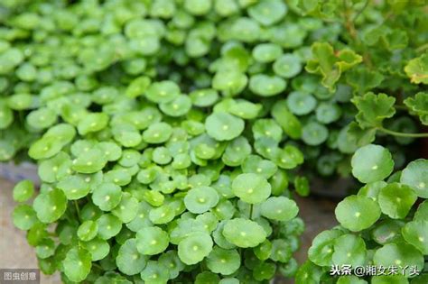 鏡面草風水|【鏡面草風水】風水宜植！超強鏡面草風水，招財開運，提升友。